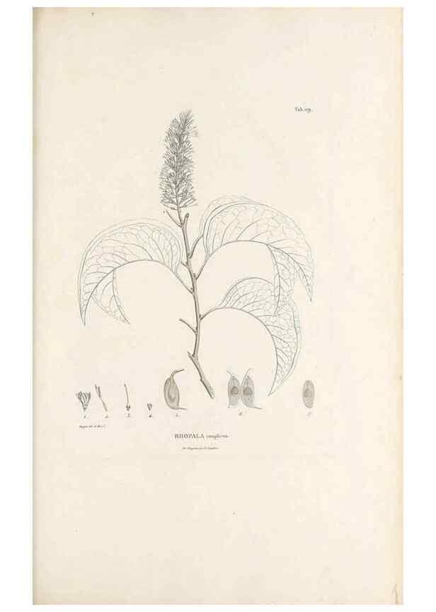 Reproducción/Reproduction 49521671022: Nova genera et species plantarum :. Antverpiae :Ex officina Christophori Plantini ...,1576.. 