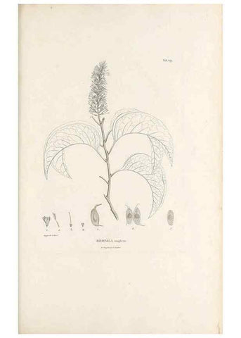 Reproducción/Reproduction 49521671022: Nova genera et species plantarum :. Antverpiae :Ex officina Christophori Plantini ...,1576.. 