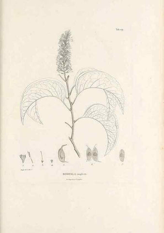 Reproducción/Reproduction 49521671022: Nova genera et species plantarum :. Antverpiae :Ex officina Christophori Plantini ...,1576.. 