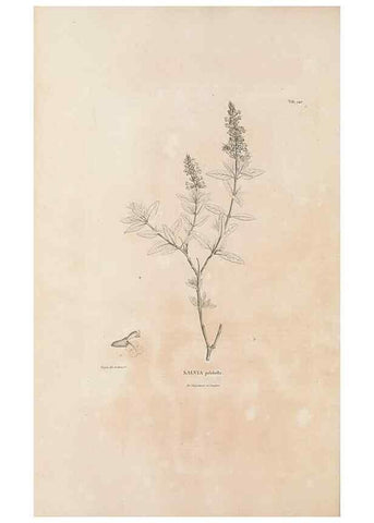 Reproducción/Reproduction 49521677822: Nova genera et species plantarum :. Antverpiae :Ex officina Christophori Plantini ...,1576.. 