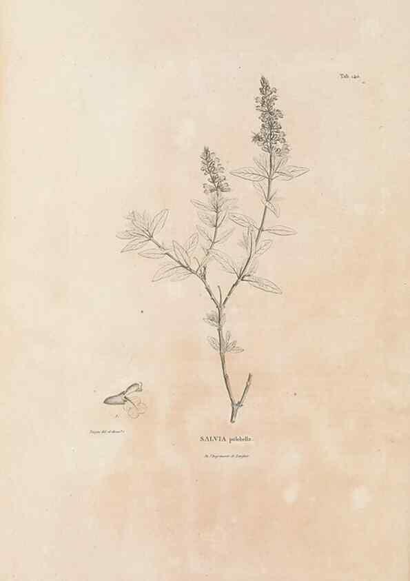 Reproducción/Reproduction 49521677822: Nova genera et species plantarum :. Antverpiae :Ex officina Christophori Plantini ...,1576.. 
