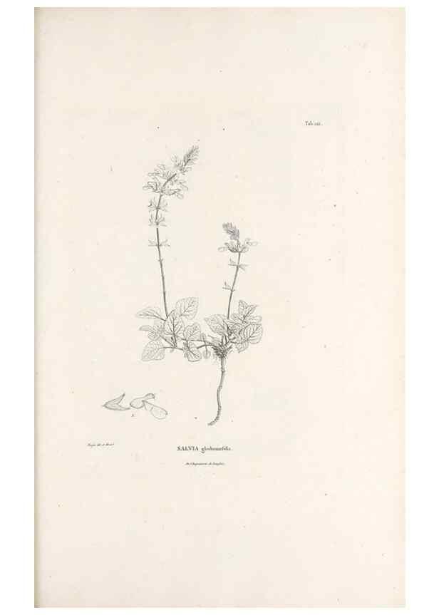 Reproducción/Reproduction 49520941903: Nova genera et species plantarum :. Antverpiae :Ex officina Christophori Plantini ...,1576.. 