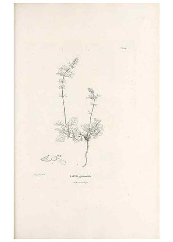 Reproducción/Reproduction 49520941903: Nova genera et species plantarum :. Antverpiae :Ex officina Christophori Plantini ...,1576.. 
