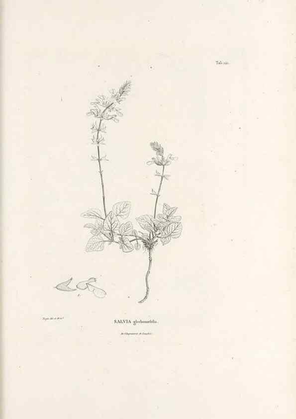 Reproducción/Reproduction 49520941903: Nova genera et species plantarum :. Antverpiae :Ex officina Christophori Plantini ...,1576.. 