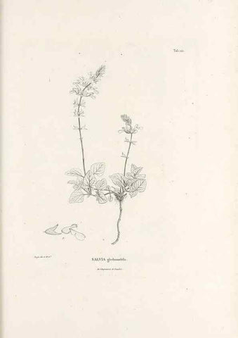 Reproducción/Reproduction 49520941903: Nova genera et species plantarum :. Antverpiae :Ex officina Christophori Plantini ...,1576.. 