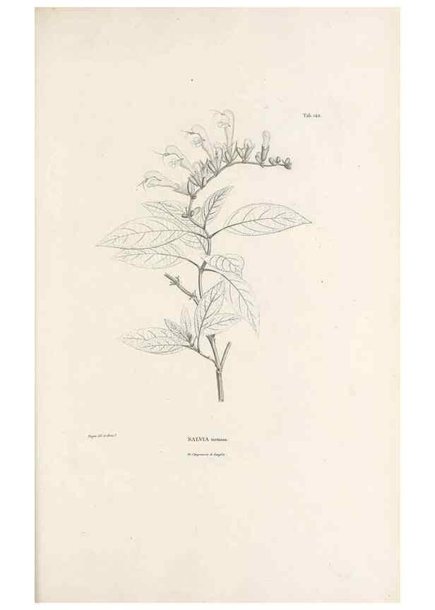 Reproducción/Reproduction 49521468086: Nova genera et species plantarum :. Antverpiae :Ex officina Christophori Plantini ...,1576.. 