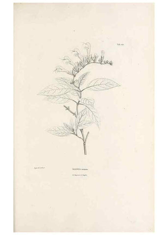 Reproducción/Reproduction 49521468086: Nova genera et species plantarum :. Antverpiae :Ex officina Christophori Plantini ...,1576.. 