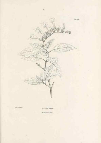 Reproducción/Reproduction 49521468086: Nova genera et species plantarum :. Antverpiae :Ex officina Christophori Plantini ...,1576.. 