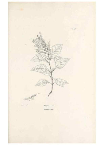 Reproducción/Reproduction 49520942583: Nova genera et species plantarum :. Antverpiae :Ex officina Christophori Plantini ...,1576.. 