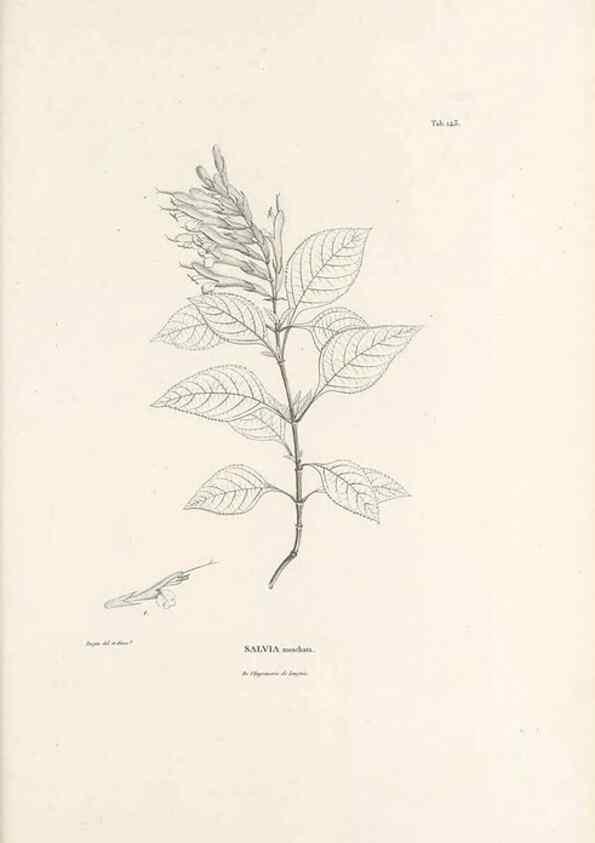 Reproducción/Reproduction 49520942583: Nova genera et species plantarum :. Antverpiae :Ex officina Christophori Plantini ...,1576.. 