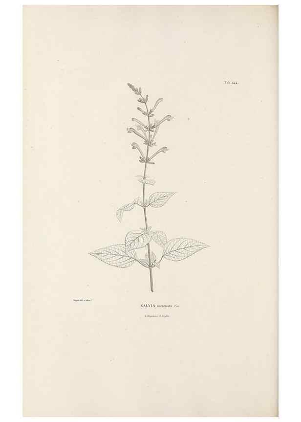 Reproducción/Reproduction 49521468776: Nova genera et species plantarum :. Antverpiae :Ex officina Christophori Plantini ...,1576.. 