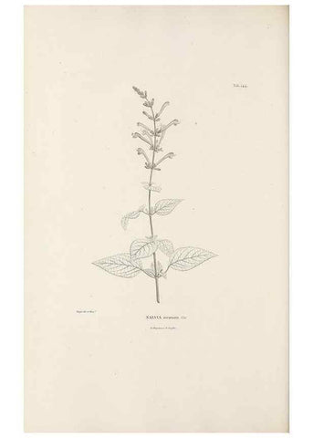 Reproducción/Reproduction 49521468776: Nova genera et species plantarum :. Antverpiae :Ex officina Christophori Plantini ...,1576.. 