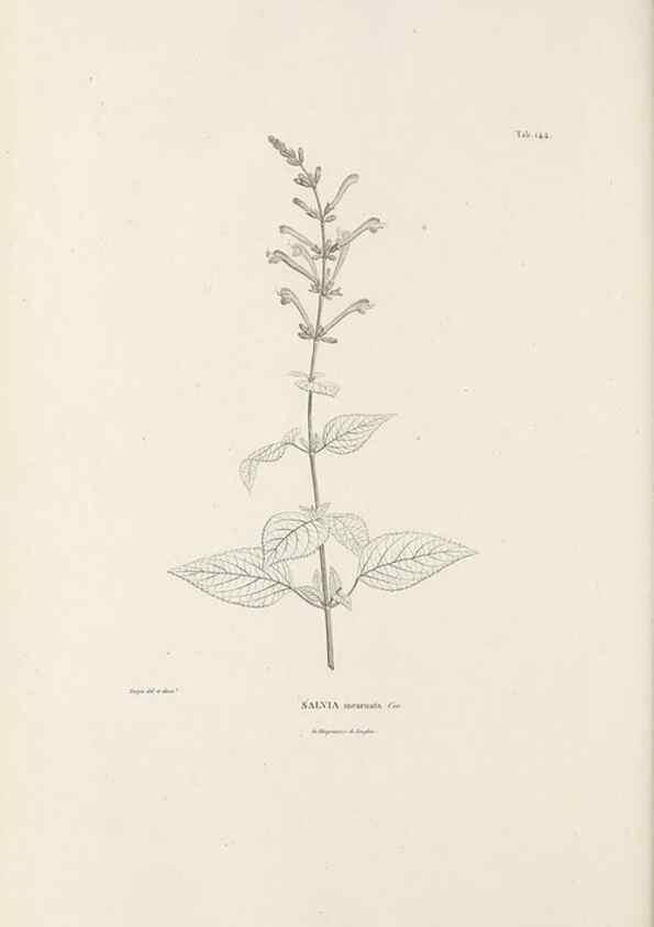 Reproducción/Reproduction 49521468776: Nova genera et species plantarum :. Antverpiae :Ex officina Christophori Plantini ...,1576.. 