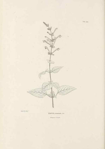 Reproducción/Reproduction 49521468776: Nova genera et species plantarum :. Antverpiae :Ex officina Christophori Plantini ...,1576.. 
