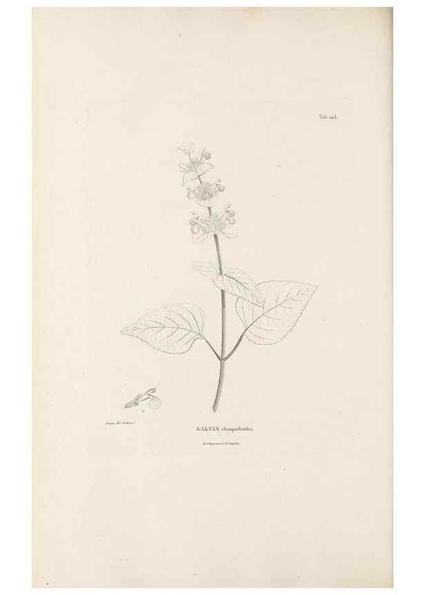 Reproducción/Reproduction 49521679652: Nova genera et species plantarum :. Antverpiae :Ex officina Christophori Plantini ...,1576.. 