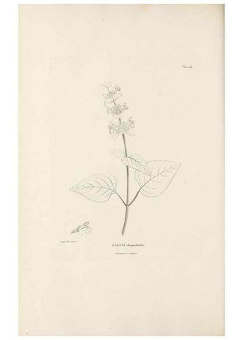 Reproducción/Reproduction 49521679652: Nova genera et species plantarum :. Antverpiae :Ex officina Christophori Plantini ...,1576.. 