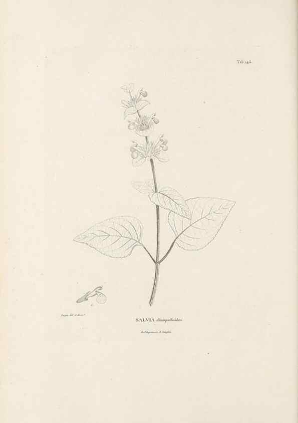Reproducción/Reproduction 49521679652: Nova genera et species plantarum :. Antverpiae :Ex officina Christophori Plantini ...,1576.. 
