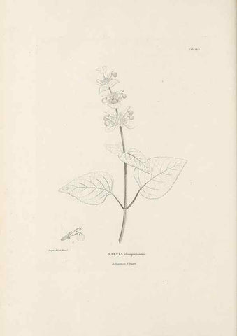 Reproducción/Reproduction 49521679652: Nova genera et species plantarum :. Antverpiae :Ex officina Christophori Plantini ...,1576.. 