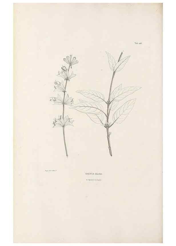Reproducción/Reproduction 49520943533: Nova genera et species plantarum :. Antverpiae :Ex officina Christophori Plantini ...,1576.. 