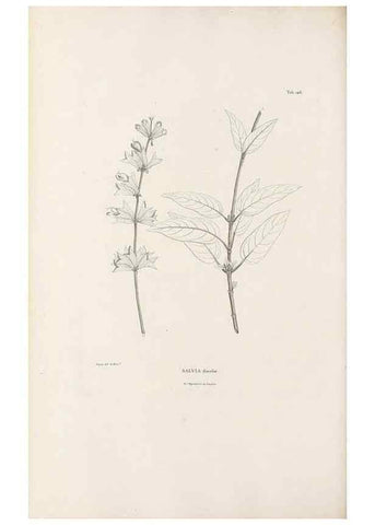 Reproducción/Reproduction 49520943533: Nova genera et species plantarum :. Antverpiae :Ex officina Christophori Plantini ...,1576.. 