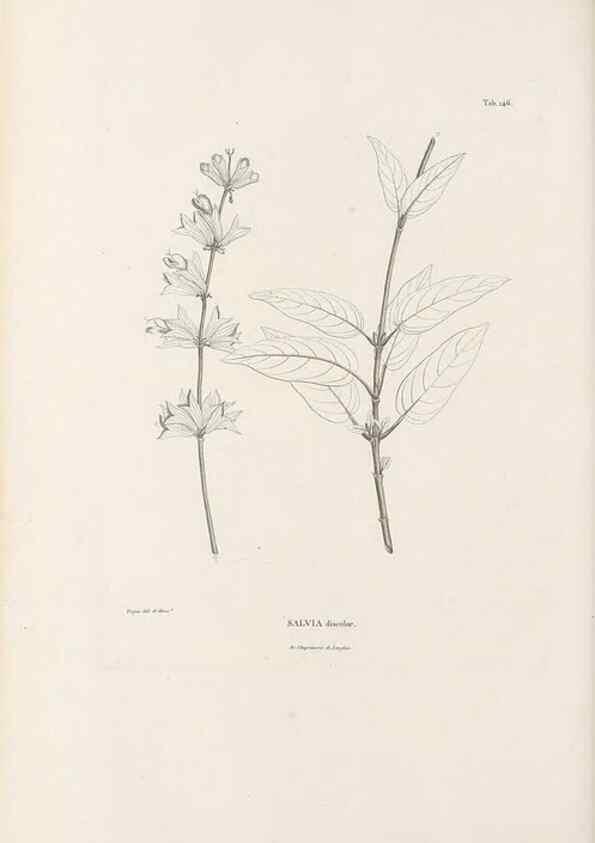 Reproducción/Reproduction 49520943533: Nova genera et species plantarum :. Antverpiae :Ex officina Christophori Plantini ...,1576.. 