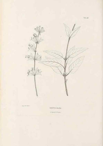 Reproducción/Reproduction 49520943533: Nova genera et species plantarum :. Antverpiae :Ex officina Christophori Plantini ...,1576.. 