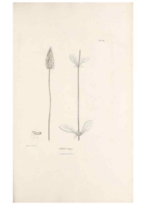 Reproducción/Reproduction 49521467066: Nova genera et species plantarum :. Antverpiae :Ex officina Christophori Plantini ...,1576.. 