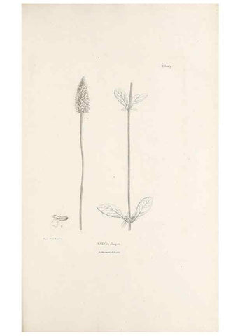 Reproducción/Reproduction 49521467066: Nova genera et species plantarum :. Antverpiae :Ex officina Christophori Plantini ...,1576.. 