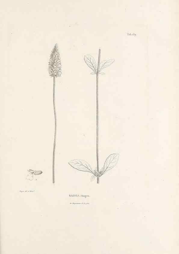Reproducción/Reproduction 49521467066: Nova genera et species plantarum :. Antverpiae :Ex officina Christophori Plantini ...,1576.. 