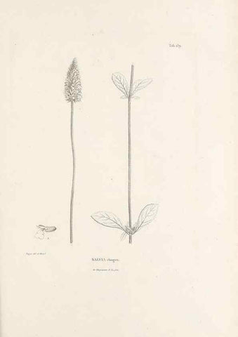 Reproducción/Reproduction 49521467066: Nova genera et species plantarum :. Antverpiae :Ex officina Christophori Plantini ...,1576.. 