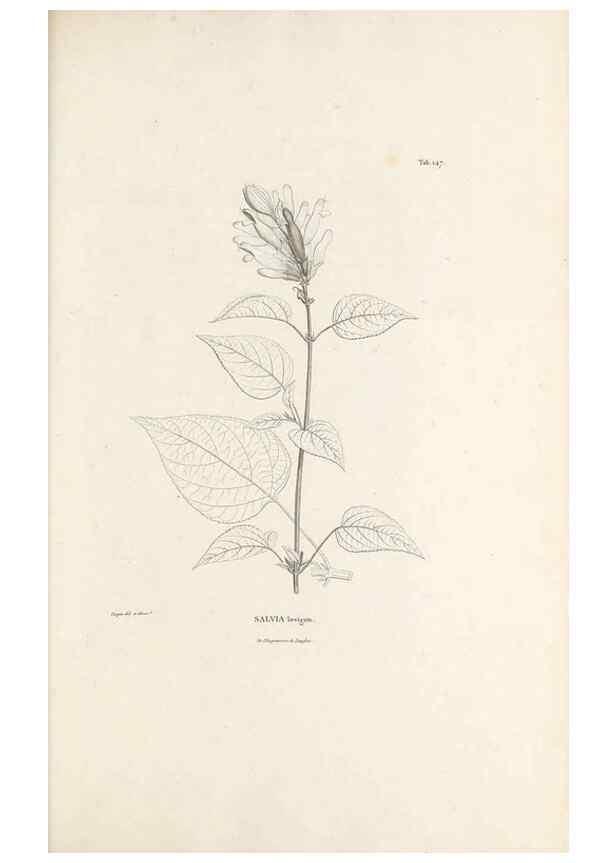 Reproducción/Reproduction 49520943848: Nova genera et species plantarum :. Antverpiae :Ex officina Christophori Plantini ...,1576.. 