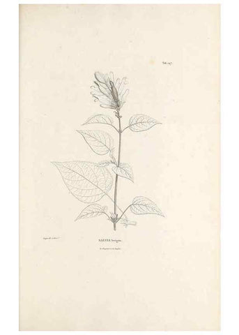 Reproducción/Reproduction 49520943848: Nova genera et species plantarum :. Antverpiae :Ex officina Christophori Plantini ...,1576.. 