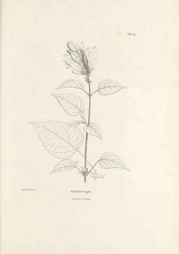 Reproducción/Reproduction 49520943848: Nova genera et species plantarum :. Antverpiae :Ex officina Christophori Plantini ...,1576.. 