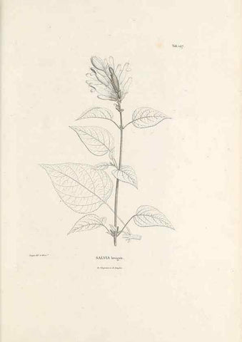 Reproducción/Reproduction 49520943848: Nova genera et species plantarum :. Antverpiae :Ex officina Christophori Plantini ...,1576.. 