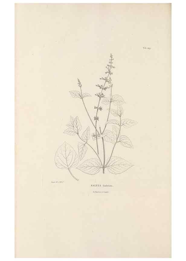 Reproducción/Reproduction 49521681002: Nova genera et species plantarum :. Antverpiae :Ex officina Christophori Plantini ...,1576.. 