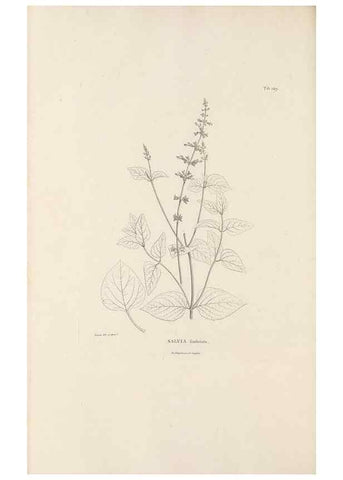 Reproducción/Reproduction 49521681002: Nova genera et species plantarum :. Antverpiae :Ex officina Christophori Plantini ...,1576.. 