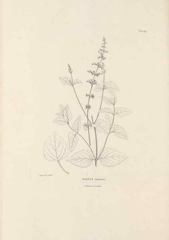 Reproducción/Reproduction 49521681002: Nova genera et species plantarum :. Antverpiae :Ex officina Christophori Plantini ...,1576.. 