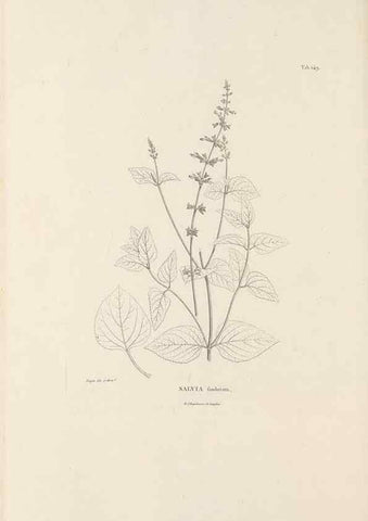 Reproducción/Reproduction 49521681002: Nova genera et species plantarum :. Antverpiae :Ex officina Christophori Plantini ...,1576.. 