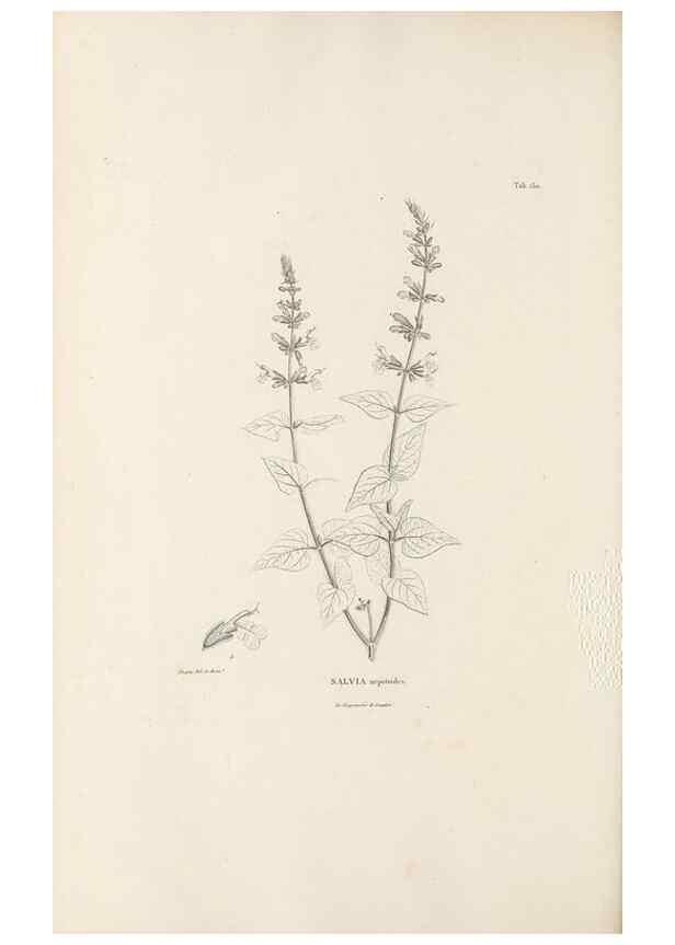 Reproducción/Reproduction 49521681332: Nova genera et species plantarum :. Antverpiae :Ex officina Christophori Plantini ...,1576.. 