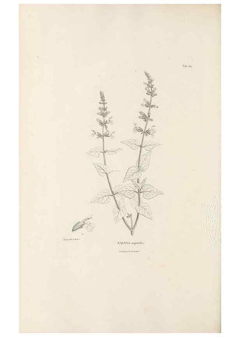 Reproducción/Reproduction 49521681332: Nova genera et species plantarum :. Antverpiae :Ex officina Christophori Plantini ...,1576.. 