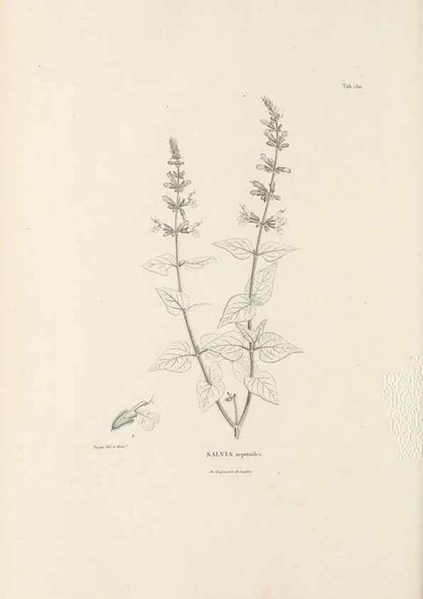 Reproducción/Reproduction 49521681332: Nova genera et species plantarum :. Antverpiae :Ex officina Christophori Plantini ...,1576.. 