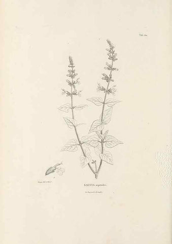 Reproducción/Reproduction 49521681332: Nova genera et species plantarum :. Antverpiae :Ex officina Christophori Plantini ...,1576.. 