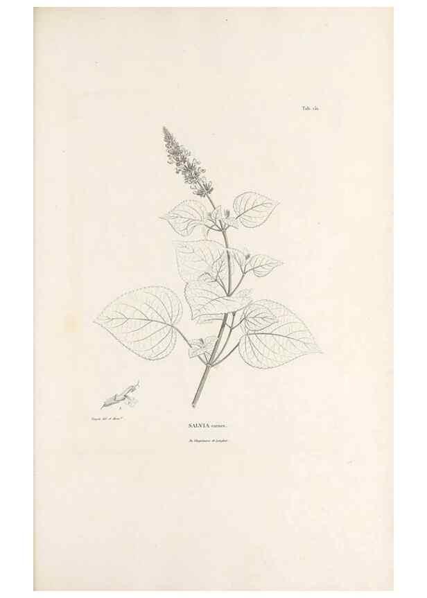 Reproducción/Reproduction 49521681632: Nova genera et species plantarum :. Antverpiae :Ex officina Christophori Plantini ...,1576.. 