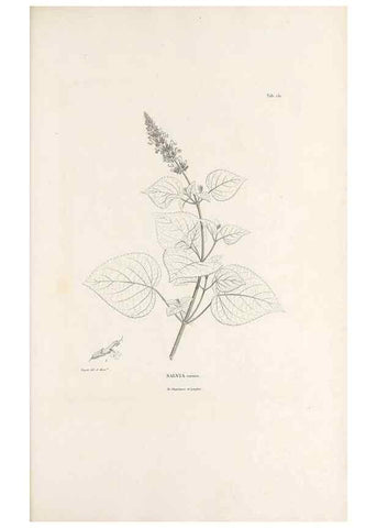 Reproducción/Reproduction 49521681632: Nova genera et species plantarum :. Antverpiae :Ex officina Christophori Plantini ...,1576.. 