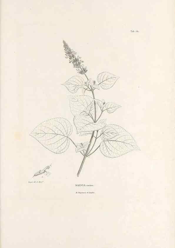 Reproducción/Reproduction 49521681632: Nova genera et species plantarum :. Antverpiae :Ex officina Christophori Plantini ...,1576.. 