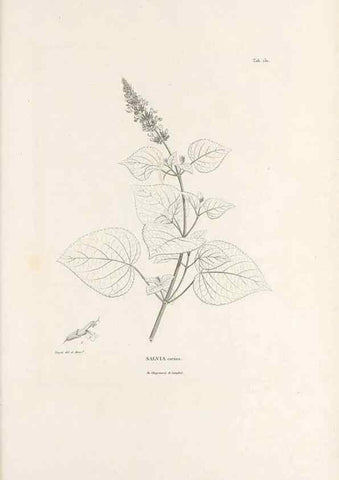 Reproducción/Reproduction 49521681632: Nova genera et species plantarum :. Antverpiae :Ex officina Christophori Plantini ...,1576.. 