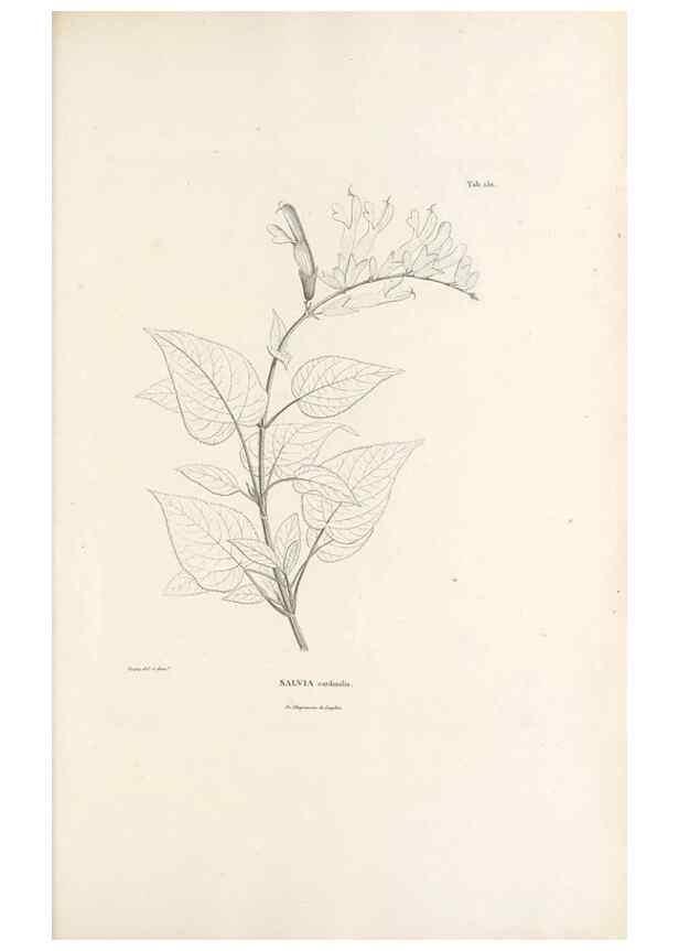 Reproducción/Reproduction 49521681962: Nova genera et species plantarum :. Antverpiae :Ex officina Christophori Plantini ...,1576.. 