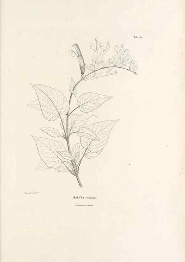 Reproducción/Reproduction 49521681962: Nova genera et species plantarum :. Antverpiae :Ex officina Christophori Plantini ...,1576.. 