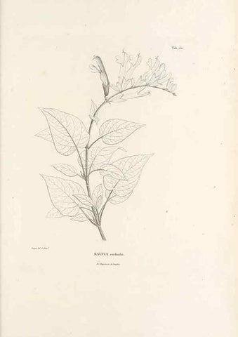 Reproducción/Reproduction 49521681962: Nova genera et species plantarum :. Antverpiae :Ex officina Christophori Plantini ...,1576.. 
