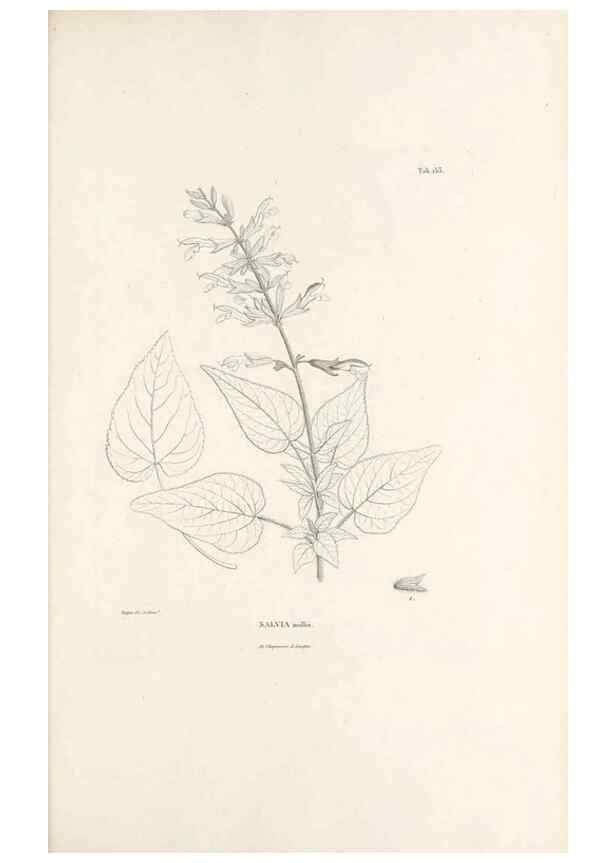 Reproducción/Reproduction 49521471811: Nova genera et species plantarum :. Antverpiae :Ex officina Christophori Plantini ...,1576.. 